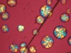 Polimerkristályok (polarizációs mikroszkópos felvétel)