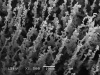Nanofibers produced by laser pyrolysis